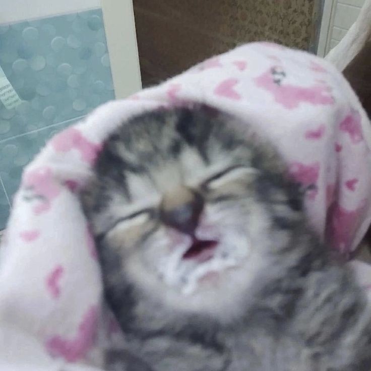 Create meme: cats are funny haahaha, angry sleepy kitten, sleeping kitten