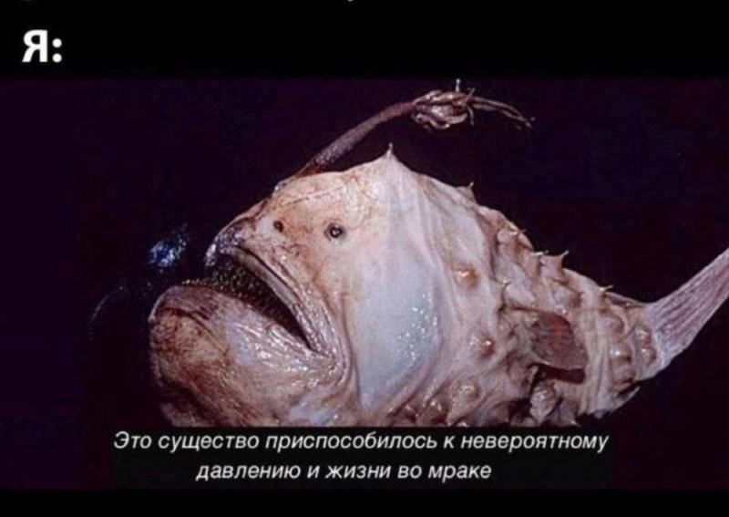 Создать мем: рыба удильщик самец, глубоководный удильщик, рыба европейский удильщик