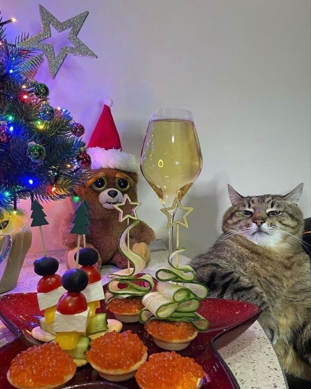 Создать мем: кошки новый год, новый год, новый год кот