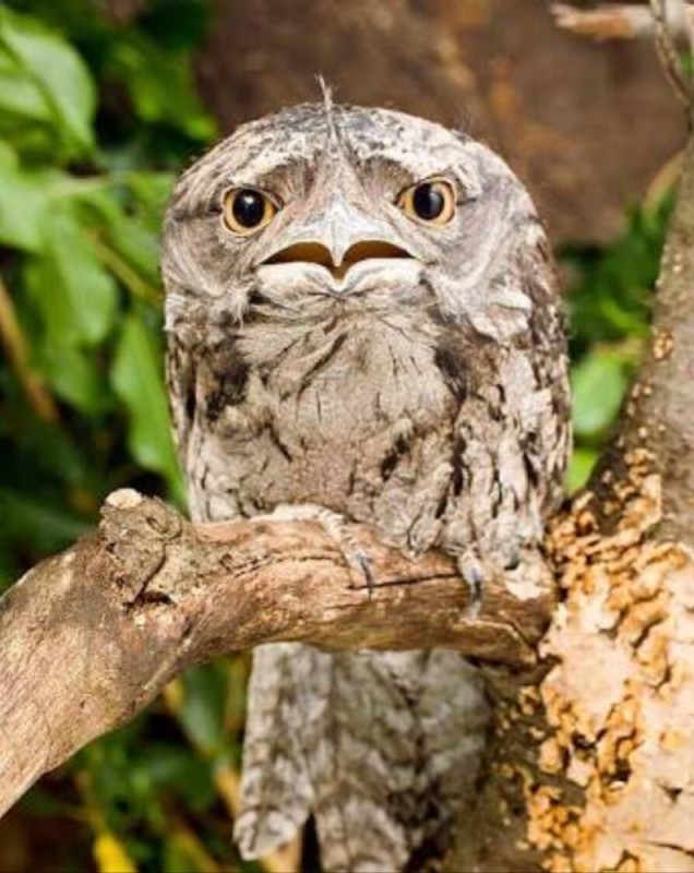 Создать мем: совиный козодой, птенец козодоя, tawny frogmouth птица