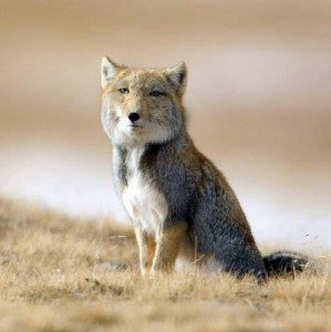 Создать мем: vulpes, tibetan, тибетская лисица