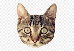 Create meme: cat, the head of a cat