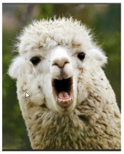 Create meme: Alpaca funny