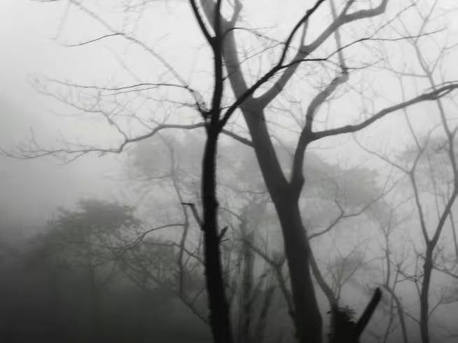 Create meme: the landscape is gloomy, The forest is black and white, landscape fog