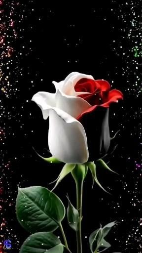 Create meme: beautiful roses , beautiful rose postcards, good evening 