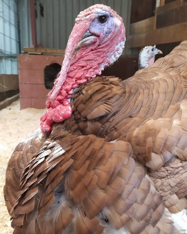 Create meme: The Bourbon turkey breed, Turkey , turkey breed