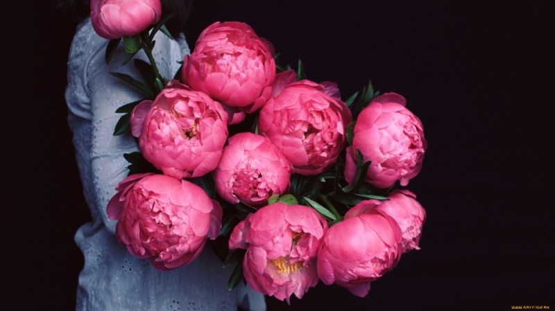 Create meme: peonies are tender, peony flowers are beautiful, beautiful peonies