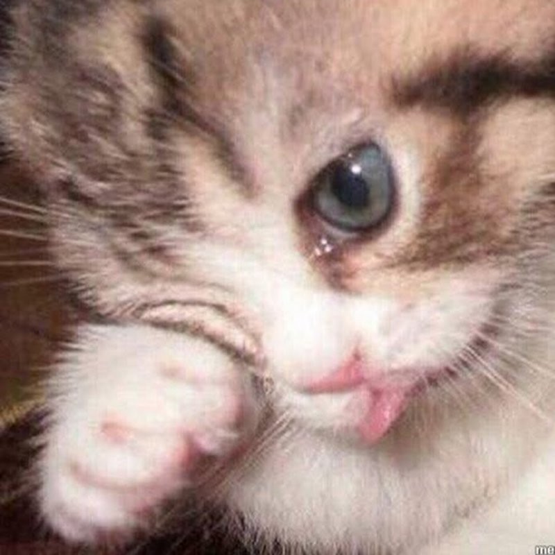 Create meme: animals cute, kitty sad, crying cat