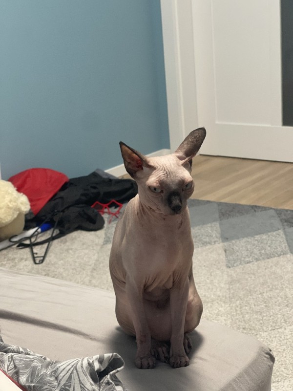 Create meme: Sphinx , the canadian sphinx cat, cat Sphynx