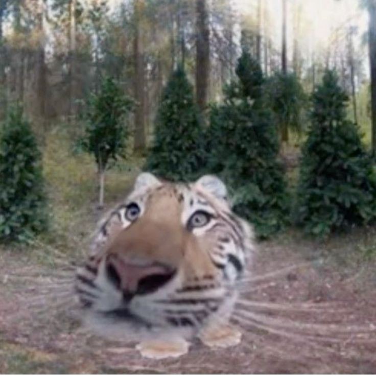 Create meme: the tiger looks out, funny tiger, tiger 