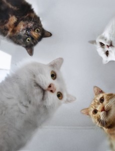 Create meme: cat, cats, cat