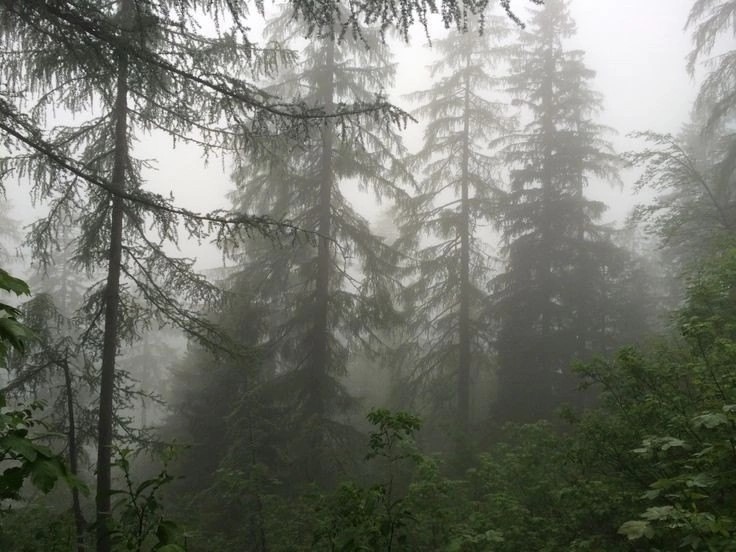 Create meme: taiga in the fog, misty forest, forest misty