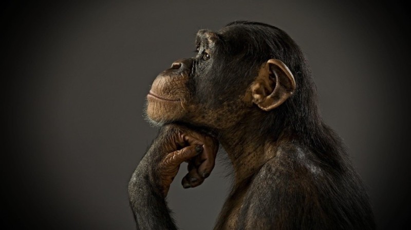 Create meme: chimpanzees , chimpanzees in profile, monkey in profile