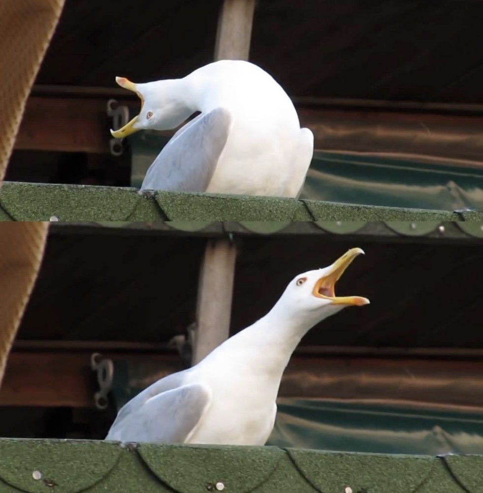 Create meme: laughing gull , Seagull , screaming Seagull