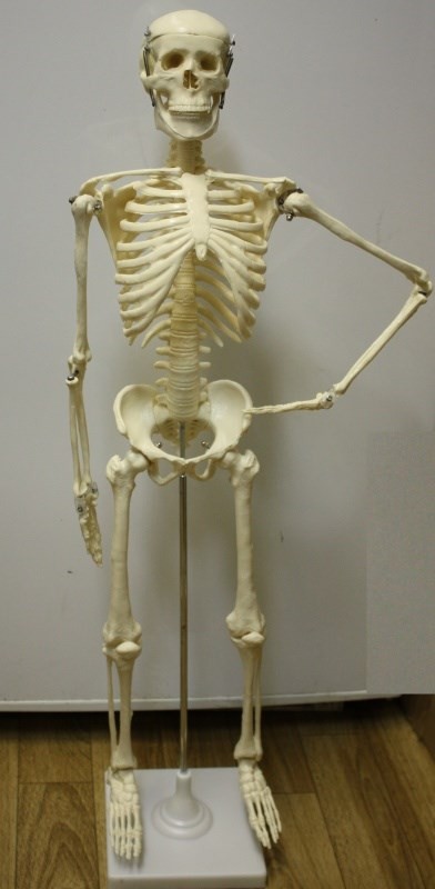 Создать мем: кости скелета, анатомический скелет, скелет человека кости