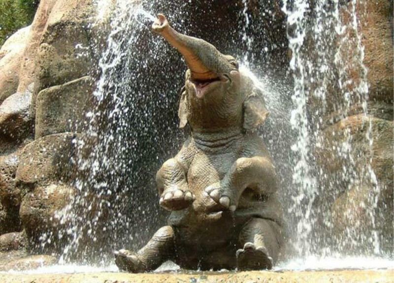 Создать мем: смешной слон, маленький слоненок, счастливый слон