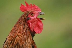 Create meme: fiery cock, beautiful cock, the cock bird