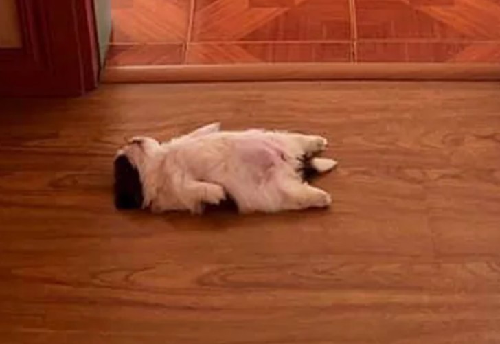 Create meme: funny animals , the puppy is lying on his back, dogs 