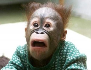 Create meme: surprised monkey, funny monkey , surprised monkey