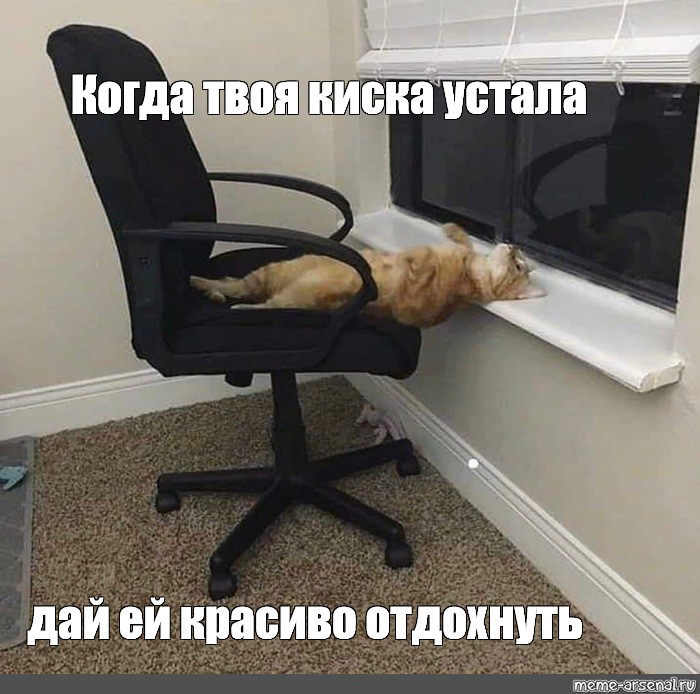 Серый стул у кота