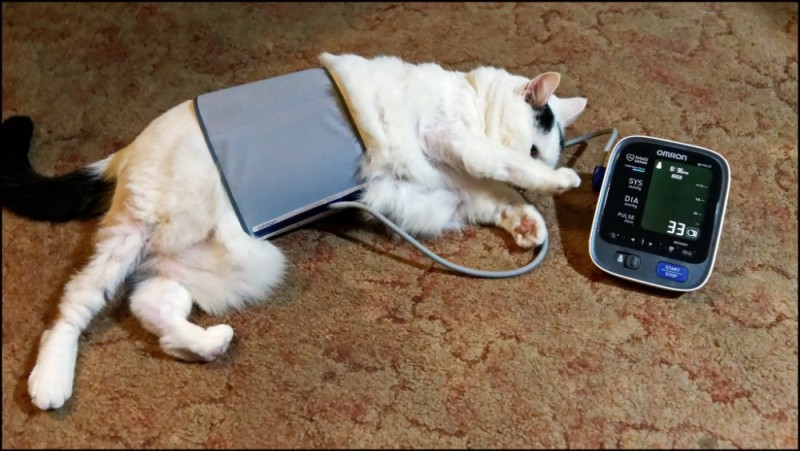 Создать мем: кот радиолюбитель, ветеринарный тонометр pettrust, измерение давления у кошек