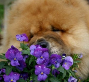 Create meme: puppies Pomeranian, Chow, Purple tenderness