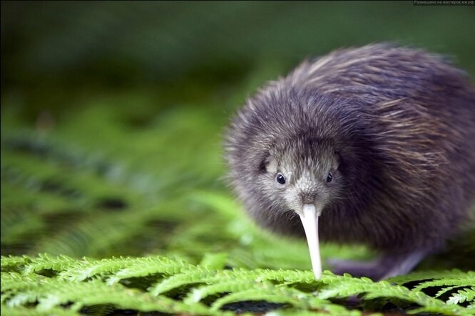 Create meme: kiwi bird , new zealand kiwi, brown kiwi