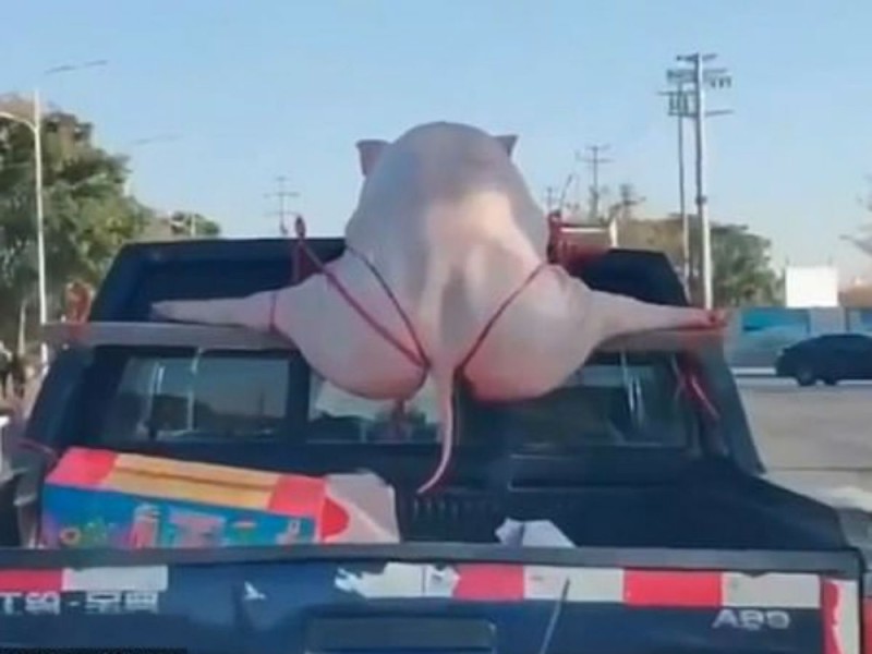 Create meme: a pig in swimsuit, pig in the car, pig 