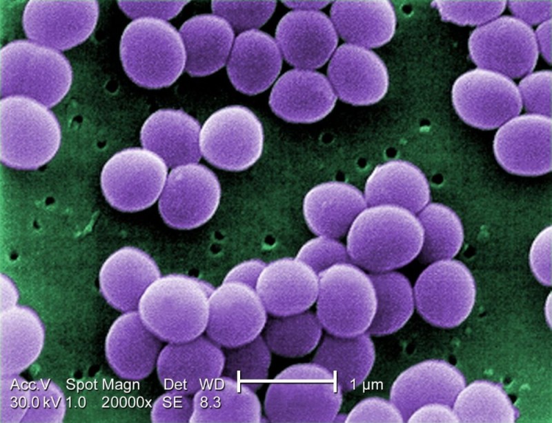 Create meme: Staphylococci, Staphylococcus morphology, methicillin resistant staphylococcus aureus