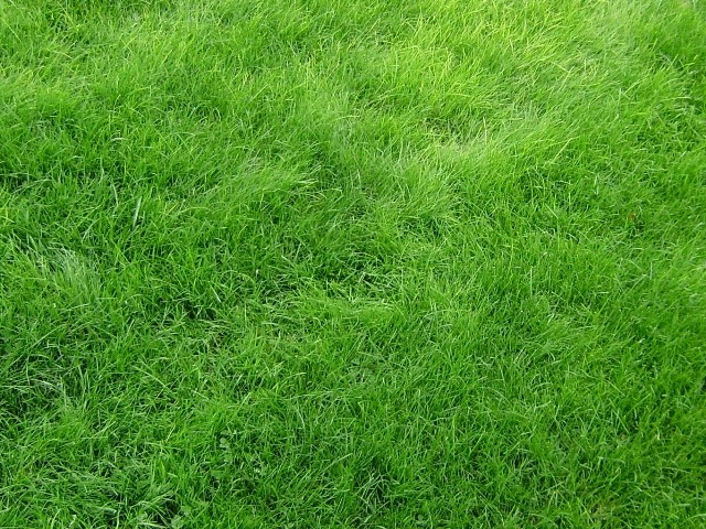 Create meme: lawn grass, grass field, green lawn