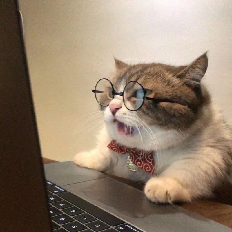 Создать мем: кот смешной, котик за компьютером, кот за компьютером