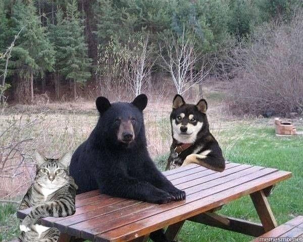 Create meme: funny bear, Himalayan white-breasted bear, black bears