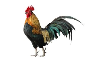 Create meme: cock cock, the cock bird, rooster