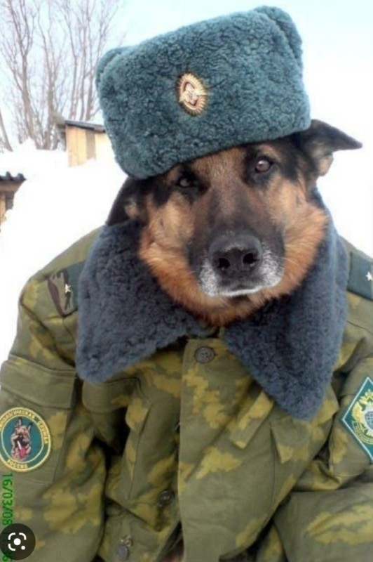 Create meme: border troops, sheepdog in earflaps, a dog in a military uniform