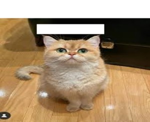 Create meme: cute cats, cats, cat