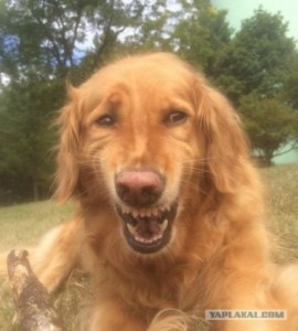 Create meme: Retriever dog, dog, the dog laughs