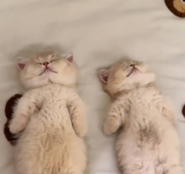 Create meme: tired kittens are sleeping, cat , cute cats funny