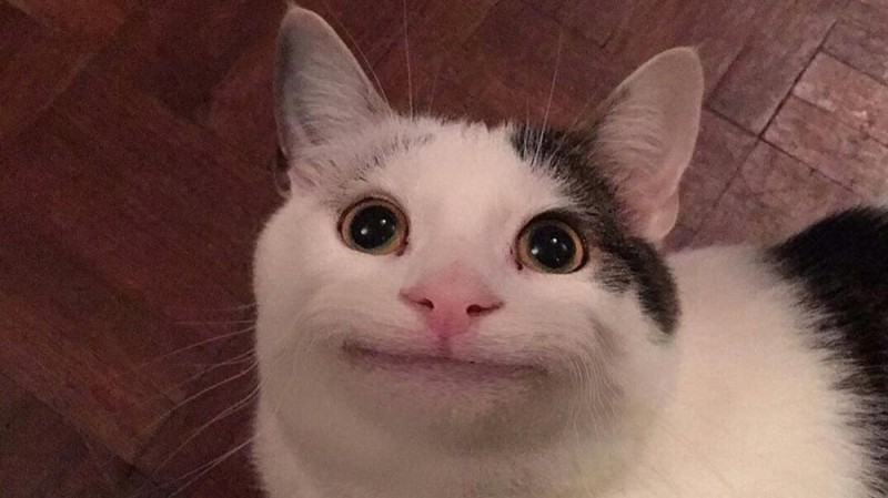 Create meme: The cat is smiling, cat , beluga cat discord