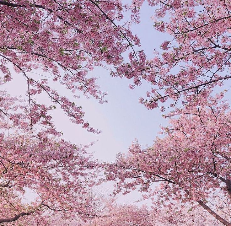 Создать мем: сакура дерево, розовый фон сакура, цветущая сакура