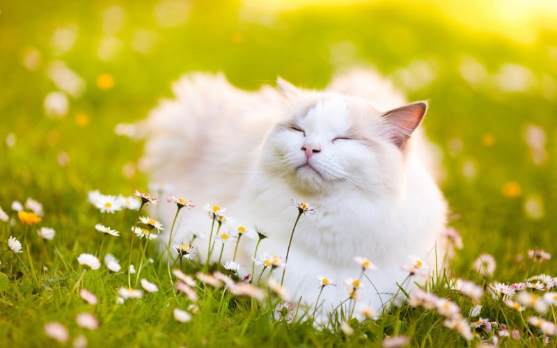 Create meme: happy cat, white cats, a cat in dandelions