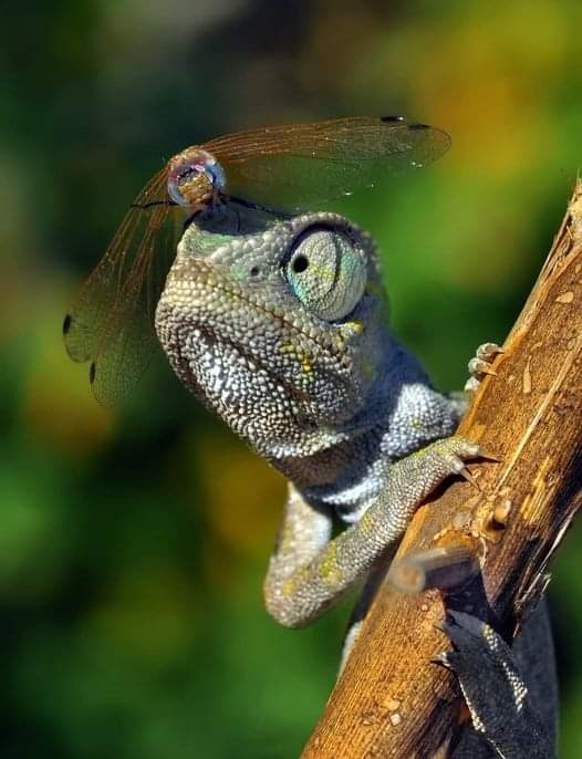 Create meme: chameleon eyes in different directions, chameleon , chameleon eyes