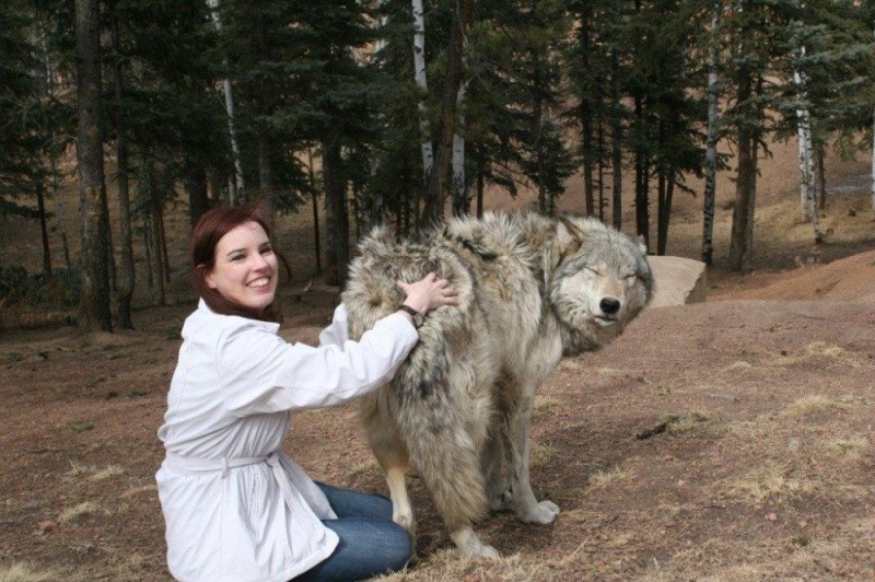 Create meme: a huge wolf, The biggest wolves, big wolf