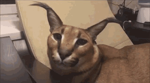 Create meme: slap caracal, flash video, slap cat