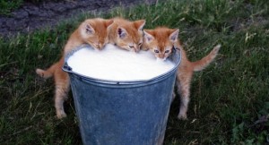 Создать мем: рыжий кот, смешные кошки, котята пьют молоко