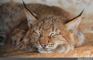 Create meme: lynx caracal, lynx , red lynx 