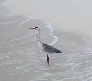 Создать мем: цапля на льду, голубая цапля, цапля серая (ardea cinerea)