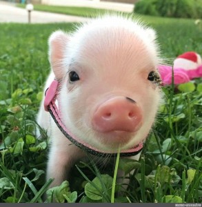 Create meme: piggy mini pig, piglets mini piggies, the minipig