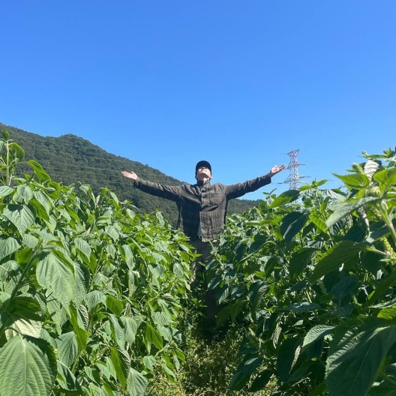 Create meme: plant , soy, soybean field