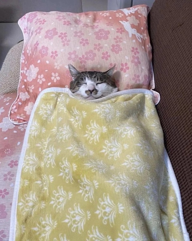 Create meme: cat , The cat under the blanket is cute, seals 