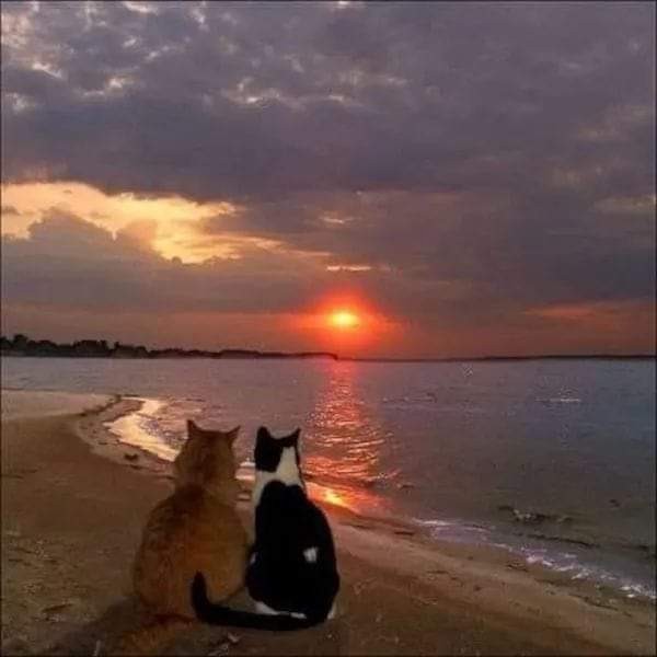 Create meme: sunset , sunset sunset, beautiful sunset